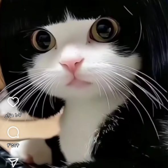 مسعود حسن پور